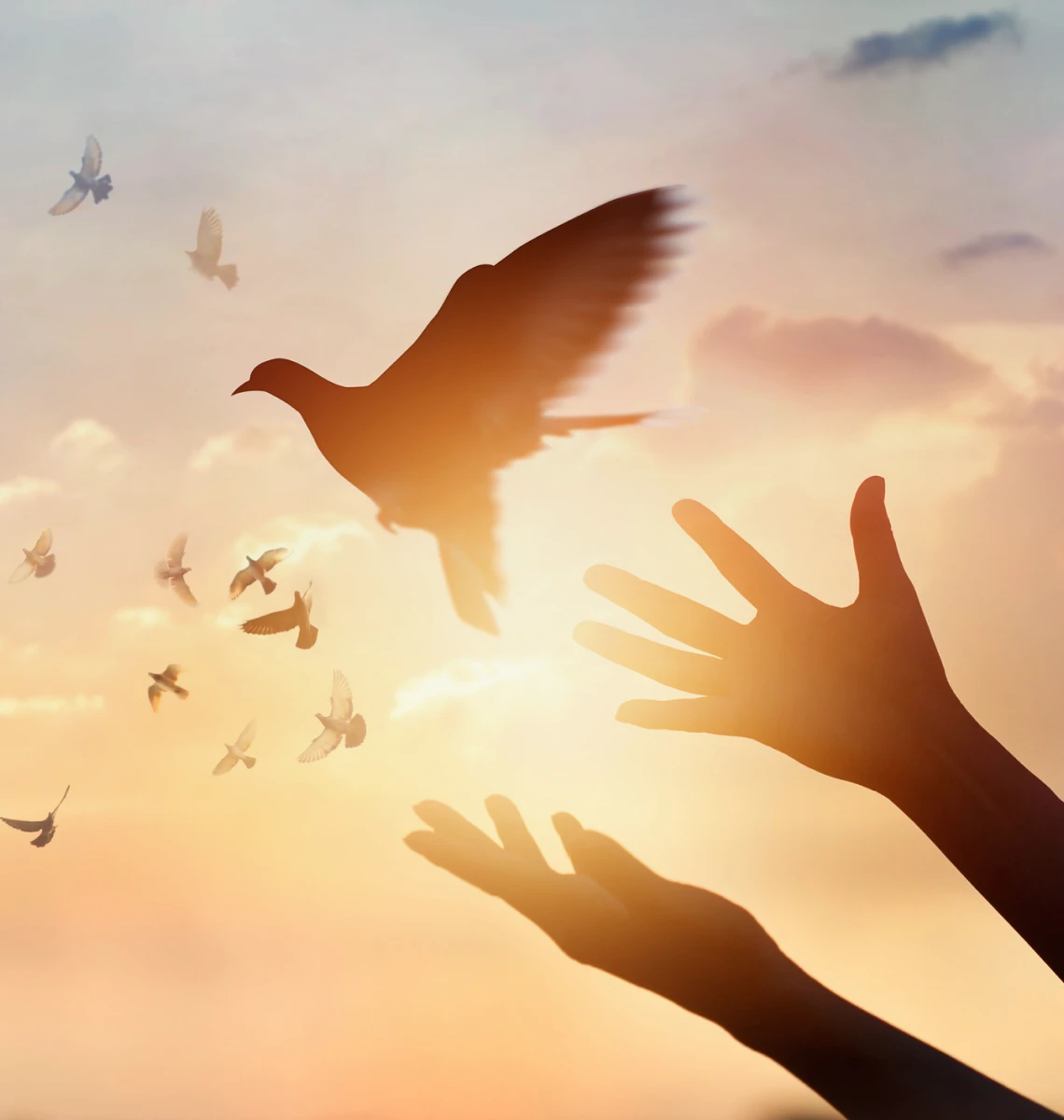 Hands releasing birds at sunset sky.